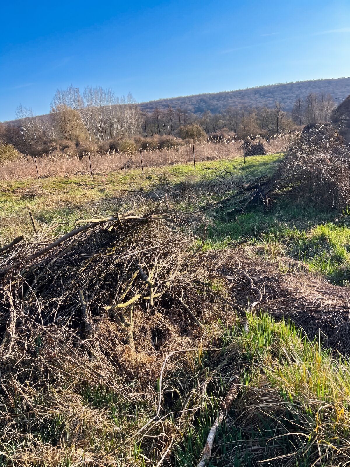 Telektisztítás előtte – elvadult, bozótos telek